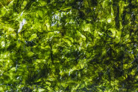 close-up-of-seaweed-texture.jpg