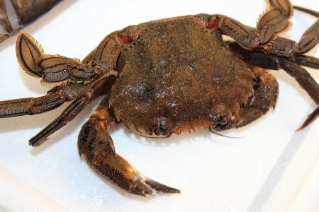 crab-1572051_1920.jpg