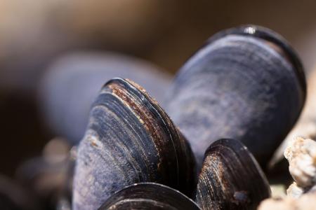 mussels-419052_1920 (1).jpg