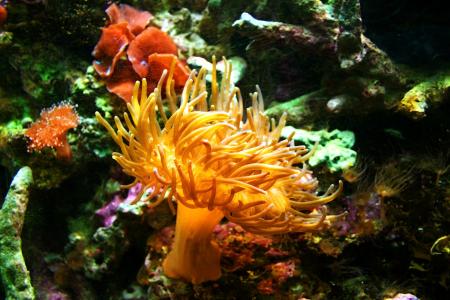 sea-anemone-1460662_1920.jpg