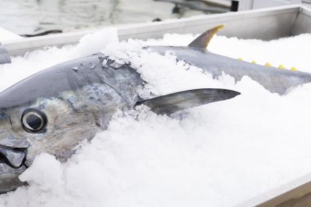 tuna-in-ice-on-market.jpg