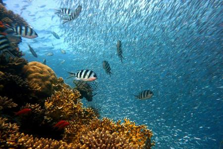 Revision_de_la_proteccion_marina_de_europa