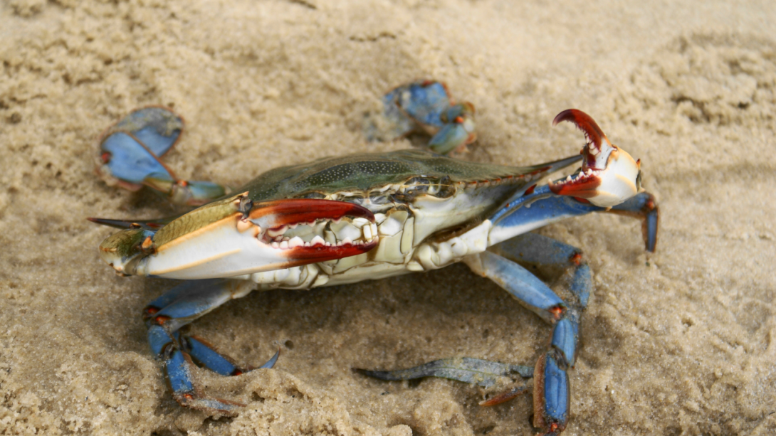 cangrejo azul