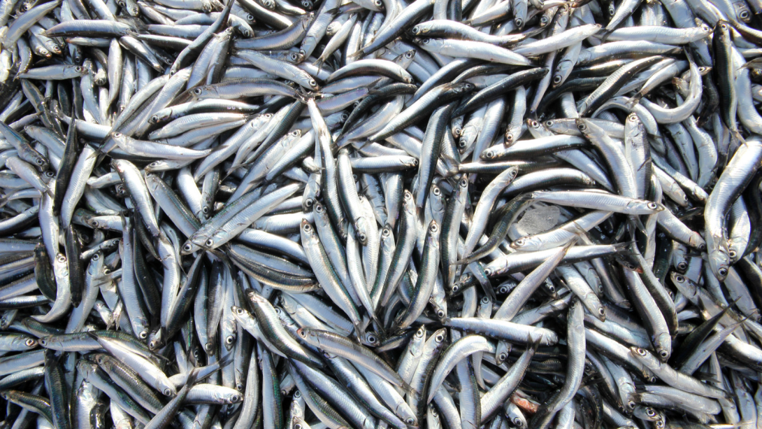 anchoa.png