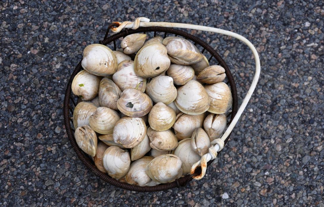 clams-g4ace48cfd_1920.jpg