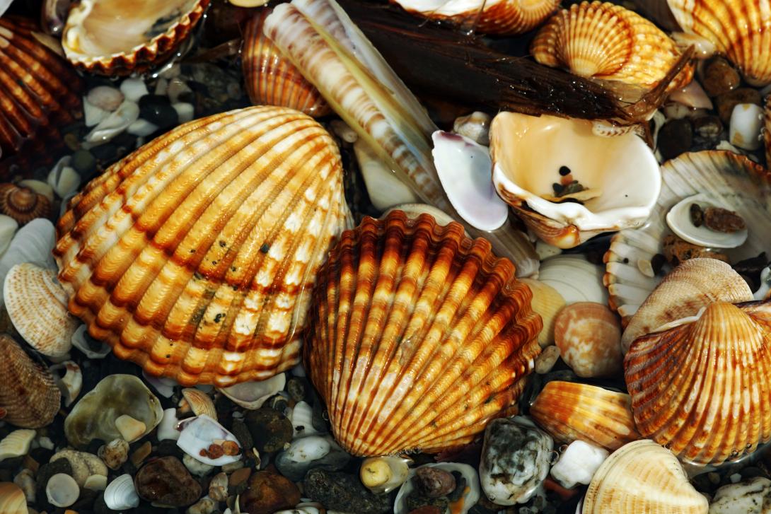 closeup-shot-of-different-shellfish-and-snails-put-on-top-of-each-other.jpg