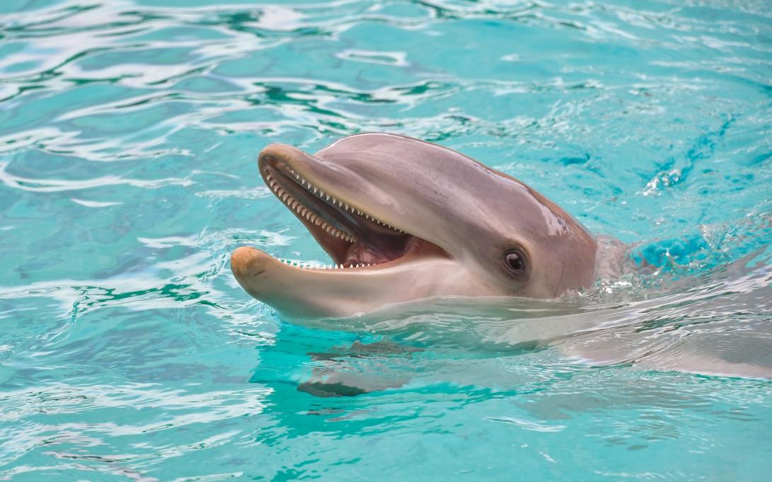 dolphin-gb7048d2a7_1920.jpg