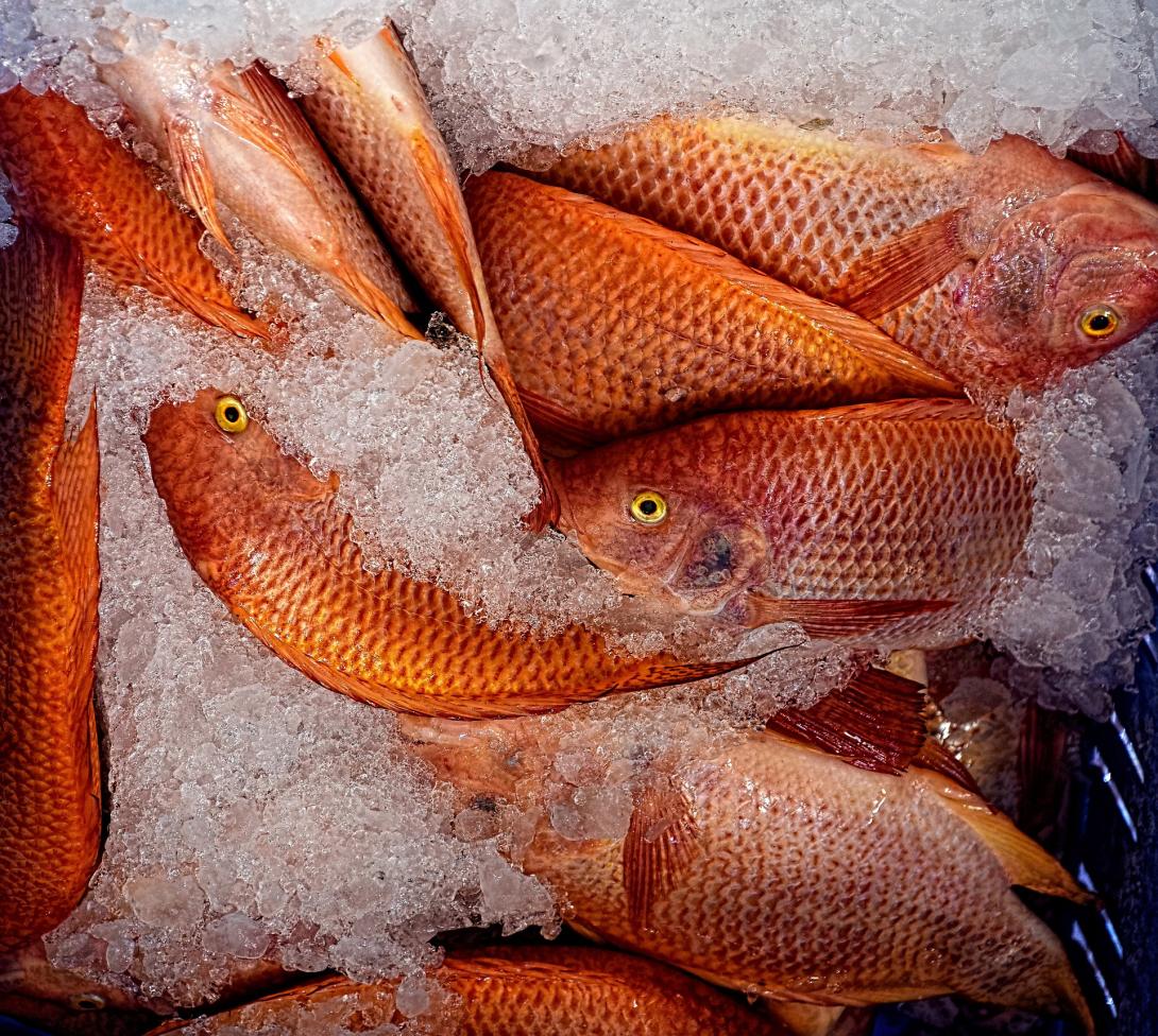 fresquito_adra_pulpo_salmonete_de_roca.jpg