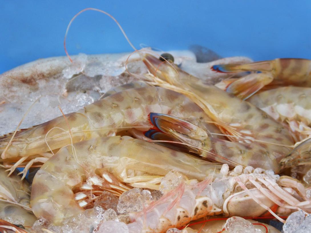 king-prawns-1416801_1920.jpg