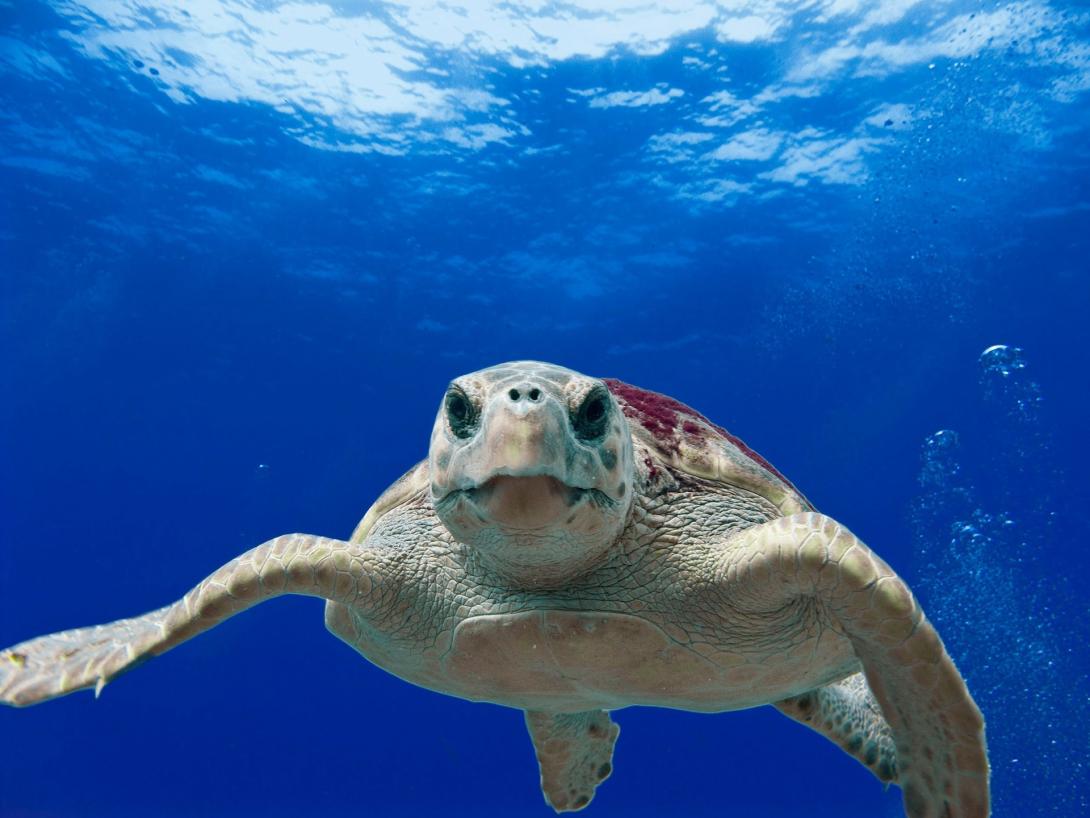 loggerhead-turtle-g7cb2be808_1920.jpg