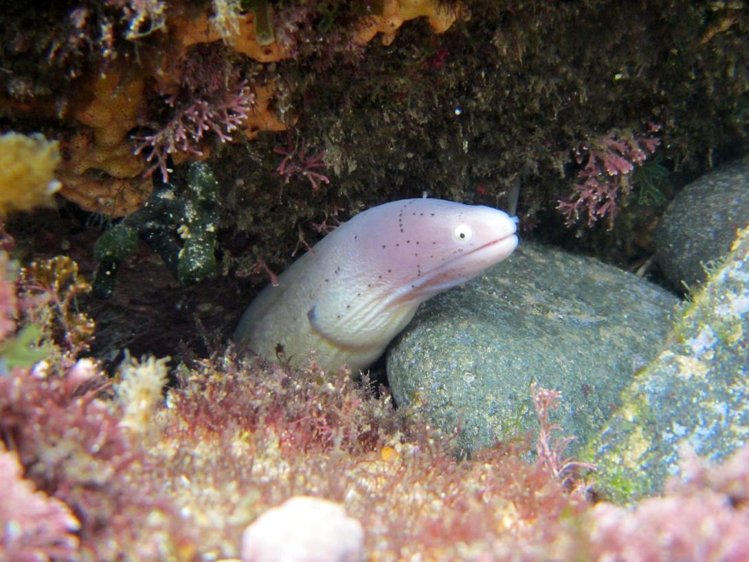 moray-g7702a070e_1920.jpg