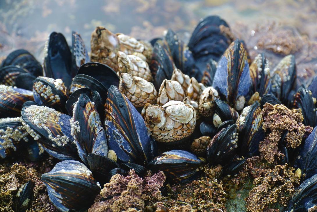 mussel-3593218_1920.jpg