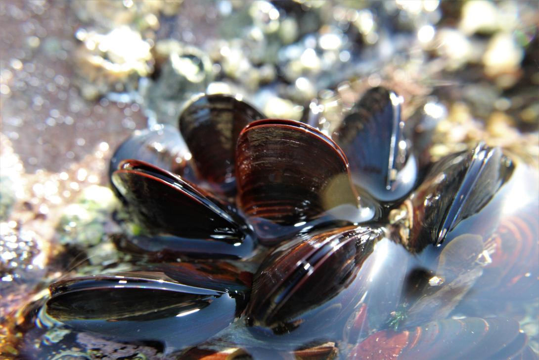 mussel-g2b2790ffc_1920.jpg