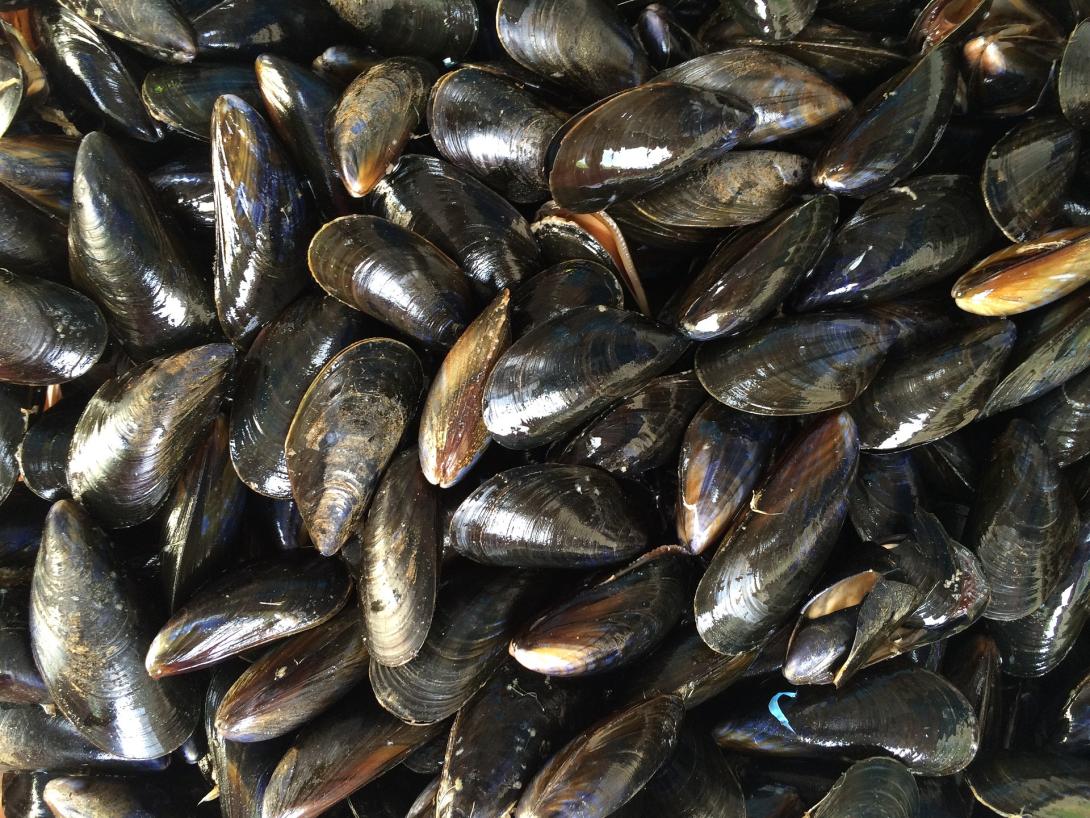 mussels-1665863_1920.jpg
