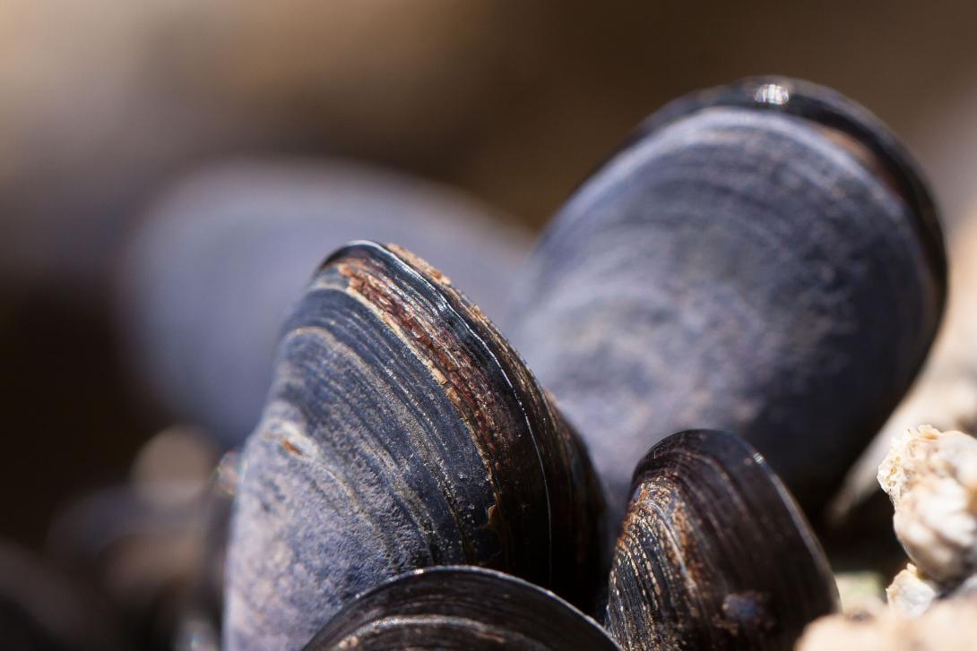 mussels-g90b165a8d_1920.jpg