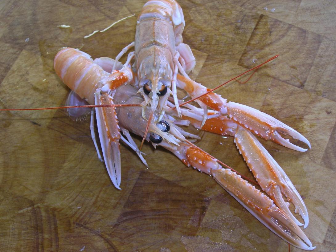 norway-lobster-1603626_1920.jpg
