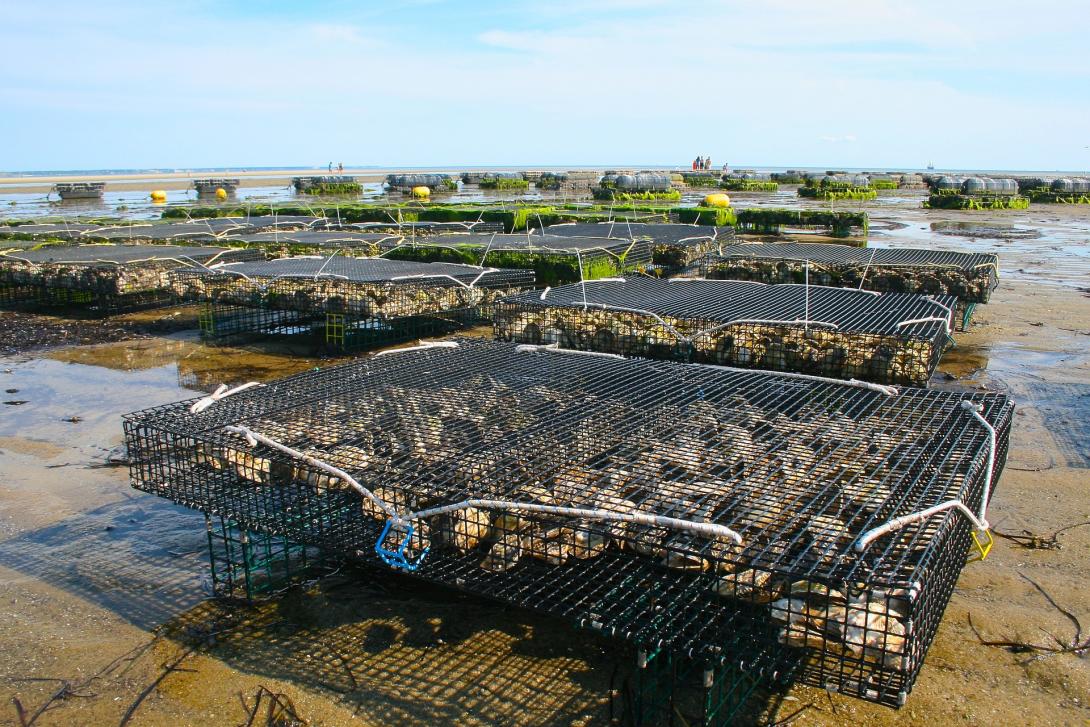 oyster-farm-1404177_1920.jpg