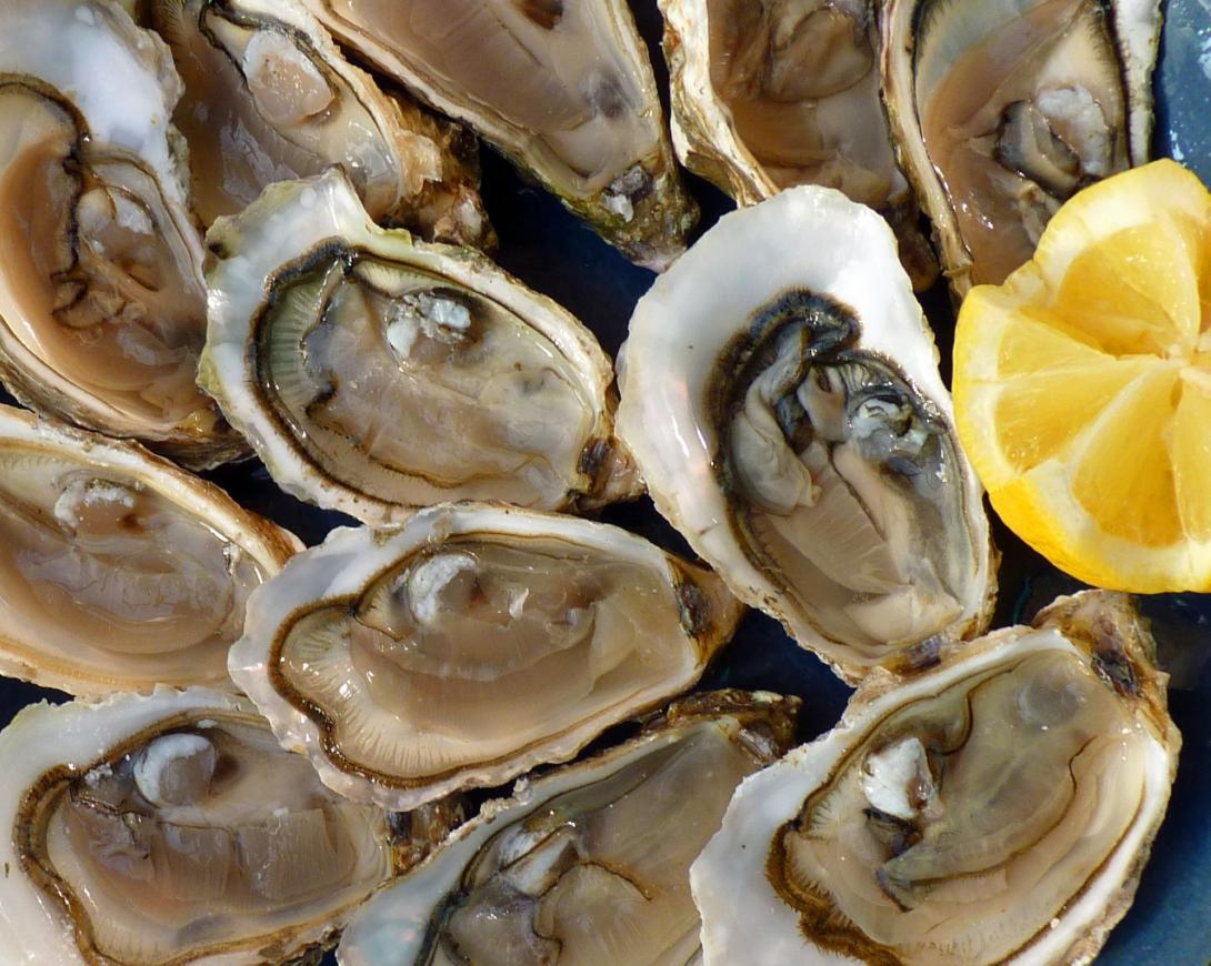 oysters-g891478b29_1920.jpg