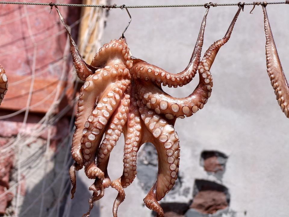 pulpo.jpg