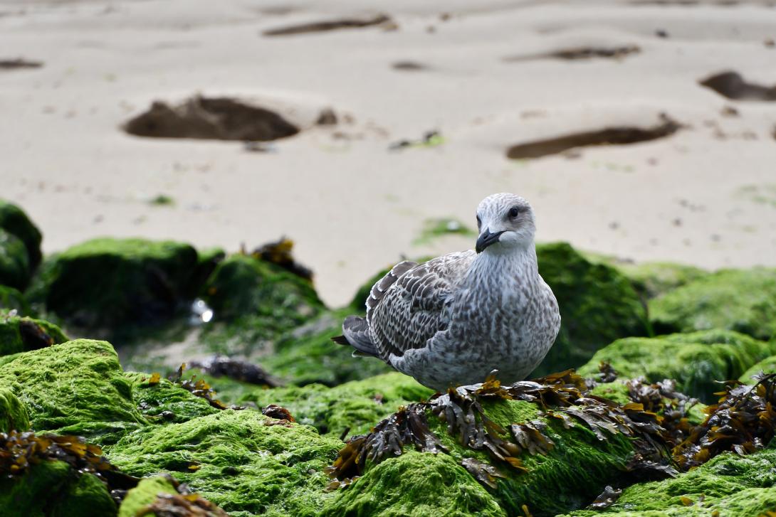 seagull-g4f84e0d66_1920.jpg