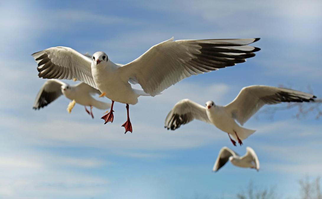 seagulls-g1c635561f_1920.jpg