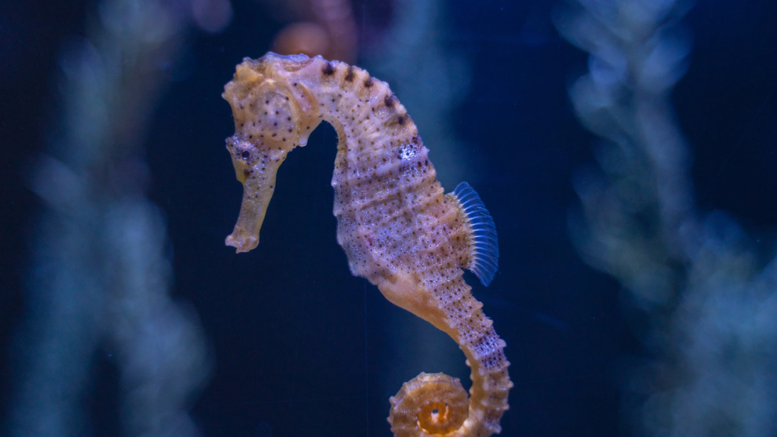 seahorse.png