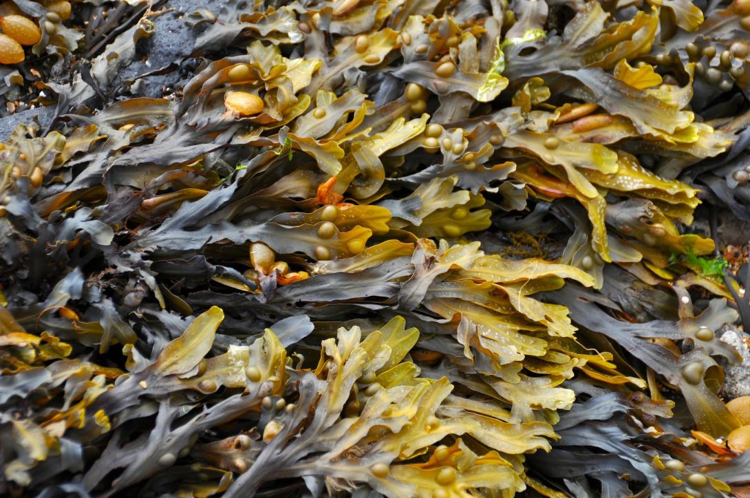 seaweed-270426_1920.jpg