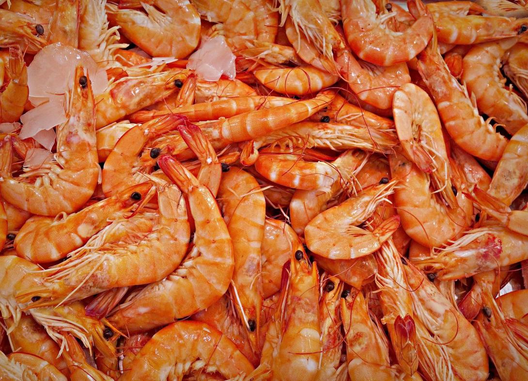 shrimp-g8ee1f37c8_1920.jpg