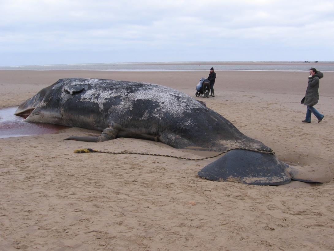 sperm-whale-904349_1920.jpg